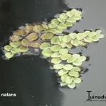 Salvinia natans - Kleine vlotvaren