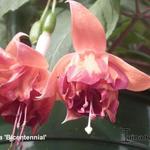 Fuchsia 'Bicentennial' - Fuchsia