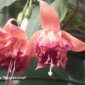 Fuchsia 'Bicentennial'