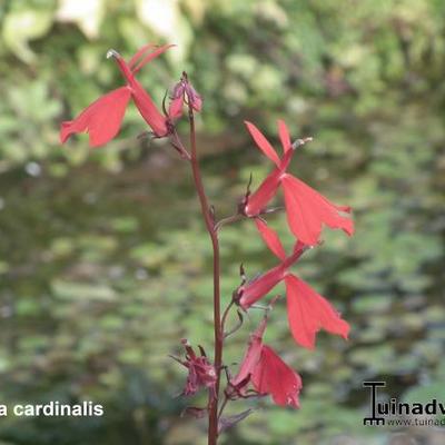 Lobelia cardinalis - Waterlobelia