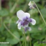 Viola hederacea - Klimopviooltje