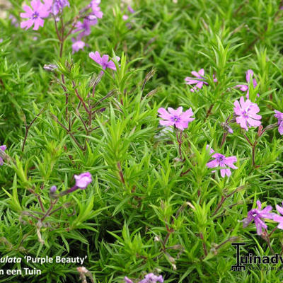 Kruipphlox - Phlox subulata 'Purple Beauty'