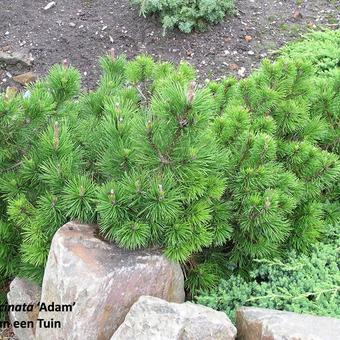 Pinus mugo subsp. uncinata 'Adam'