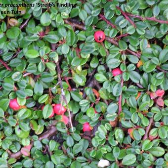 Cotoneaster 'Streib's Findling'