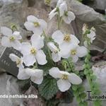 Ramonda nathaliae 'Alba' - Macedonisch viooltje