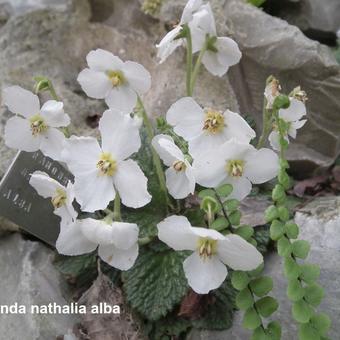 Ramonda nathaliae 'Alba'