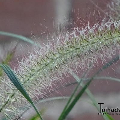 Lampepoetsergras - Pennisetum alopecuroides