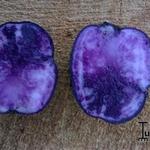 Solanum tuberosum 'Vitelotte Noire' - Truffelaardappel