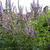 Vitex agnus-castus f. latifolia