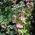 Begonia fuchsioides