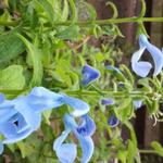 Salvia patens 'Cambridge Blue' - Mexicaanse salie