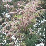 Acer palmatum 'Asahi zuru' - Japanse esdoorn