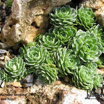 Saxifraga paniculata 'Rainsley Seedling' - Trossteenbreek