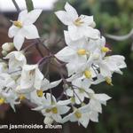 Solanum jasminoides 'Album' - Klimmende Nachtschade