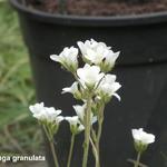 Saxifraga granulata - Knolsteenbreek