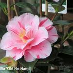 Camellia japonica 'Oki No Nami' - Camelia
