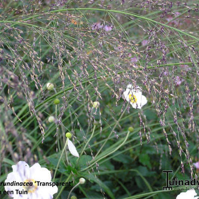 Pijpenstrootje - Molinia caerulea subsp. arundinacea 'Transparent'