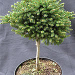 Picea orientalis 'Jewel' - Fijnspar