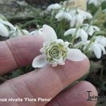Galanthus nivalis 'Flore Pleno' - Sneeuwklokje