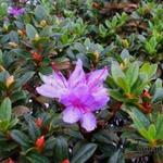 Rhododendron impeditum 'Moerheim' - Rododendron