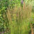 Molinia caerulea subsp. caerulea 'Moorhexe'