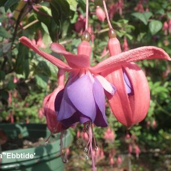 Fuchsia 'Ebbtide'
