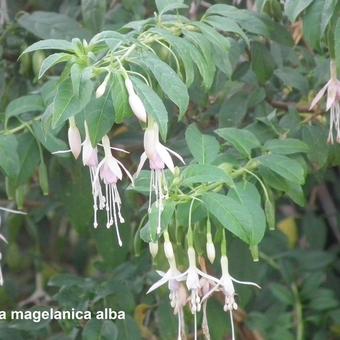 Fuchsia magellanica var. molinae 'Alba'