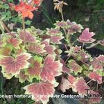 Pelargonium x hortorum 'Vancouver Centennial' (stellar type) - Geranium