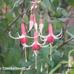 Fuchsia 'Checkerboard' - Bellenplant