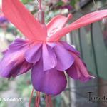Fuchsia 'Voodoo' - Bellenplant