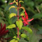 Fuchsia 'Genii' - Bellenplant