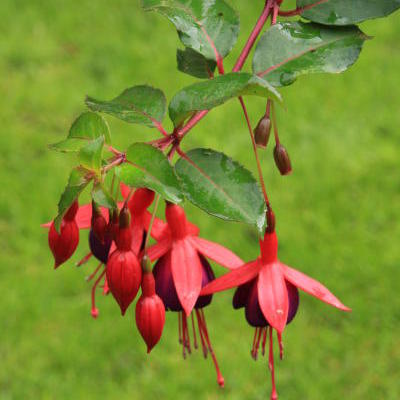 Bellenplant - Fuchsia 'Mrs Popple'
