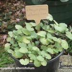 Chrysosplenium alternifolium - Verspreidbladig goudveil