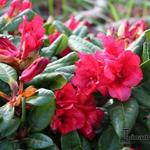 Rododendron - Rhododendron ‘Scarlet Wonder’ 