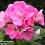 Pelargonium 'Ainsdale Beauty' - Geranium