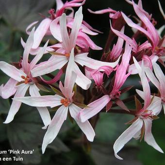 Pelargonium 'Pink Aura'