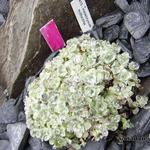 Helichrysum milfordiae - Helichrysum milfordiae