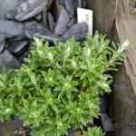 Helichrysum retortoides - Helichrysum