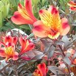 Alstroemeria 'Indian Summer' - Incalelie