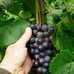 Vitis vinifera 'New York Muscat' - Druif