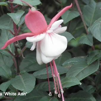 Fuchsia 'White Ann'