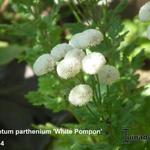 Tanacetum parthenium 'White Pompon' - Moederkruid