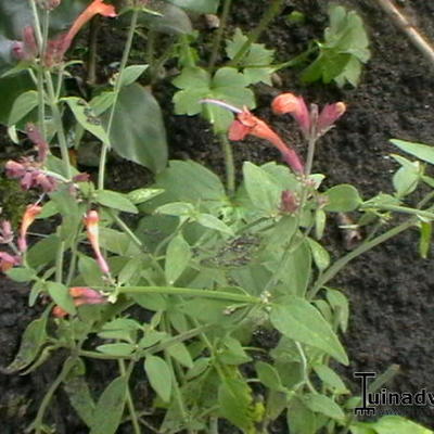 Dropplant - Agastache 'Firebird'