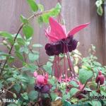 Fuchsia 'Roesse Blacky' - Bellenplant