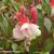 Fuchsia 'Wilson's Pearls'