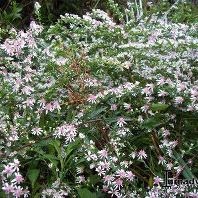 Aster - Aster lateriflorus 'Lady in Black'