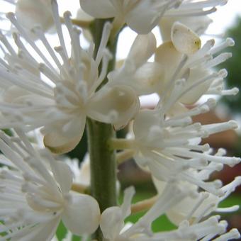 Actaea simplex 'White Pearl'
