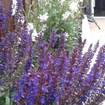 Salvia nemorosa 'Ostfriesland'