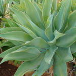 Agave mitis - Agave