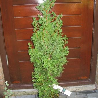 Chamaecyparis thyoides 'Andelyensis'